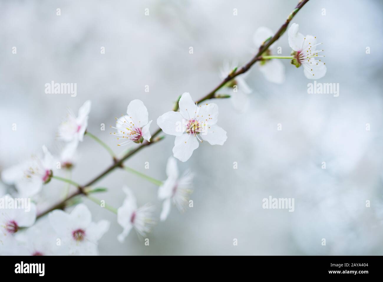 Nahaufnahme weiß-pinker Schlehenblüten im Frühling Stock Photo