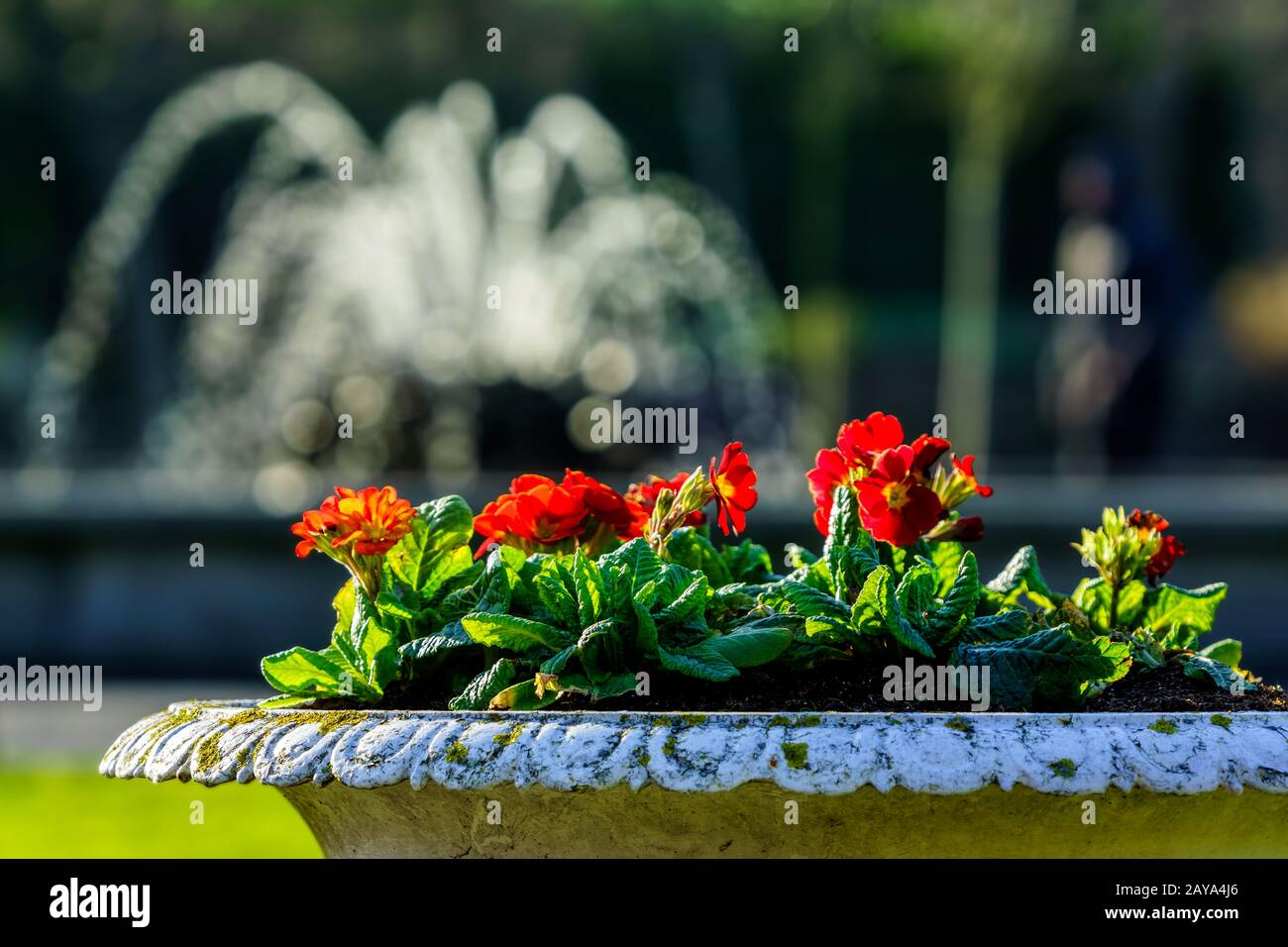 Red flowers in antique pot with defocused fountain in background Stock Photo