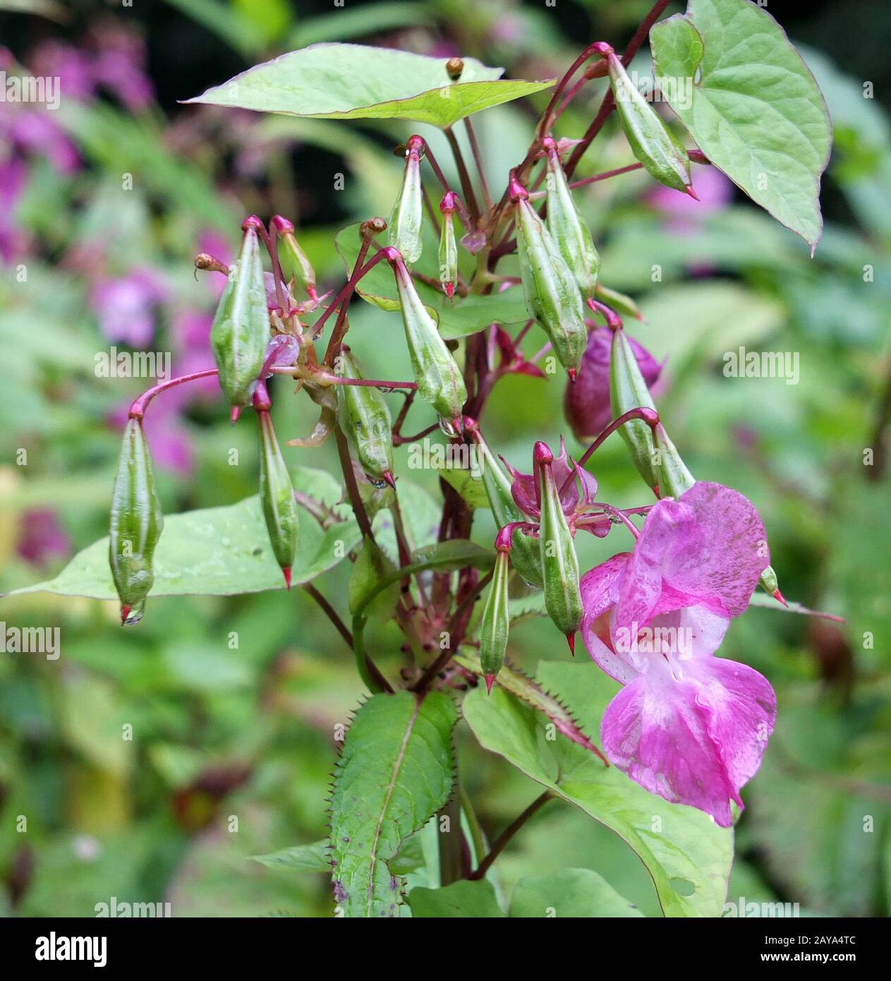 A close up of Himalayan balsam flowers and seedpods growing in wetland near a river with raindrops Stock Photo