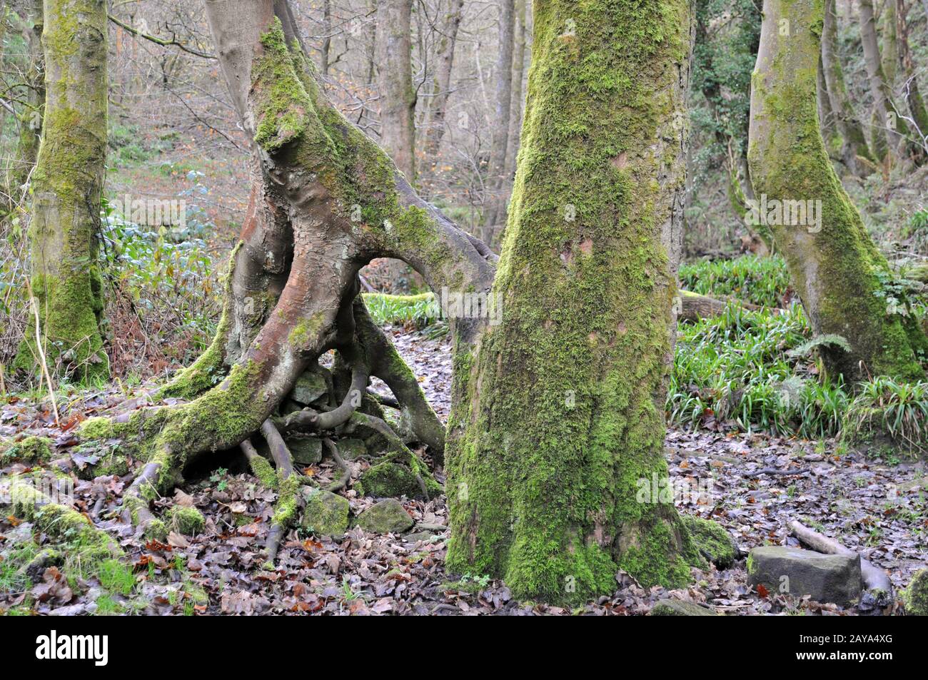 moss covered beech tree trunks with twisted roots in a misty winter forest Stock Photo