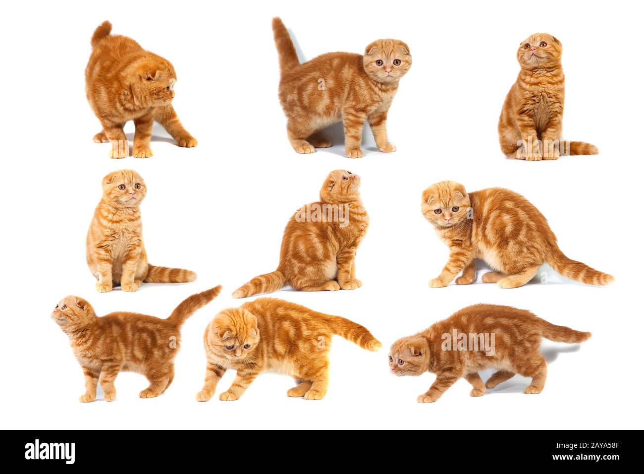 collage of photos scottish fold Feline red marble on cream Stock Photo