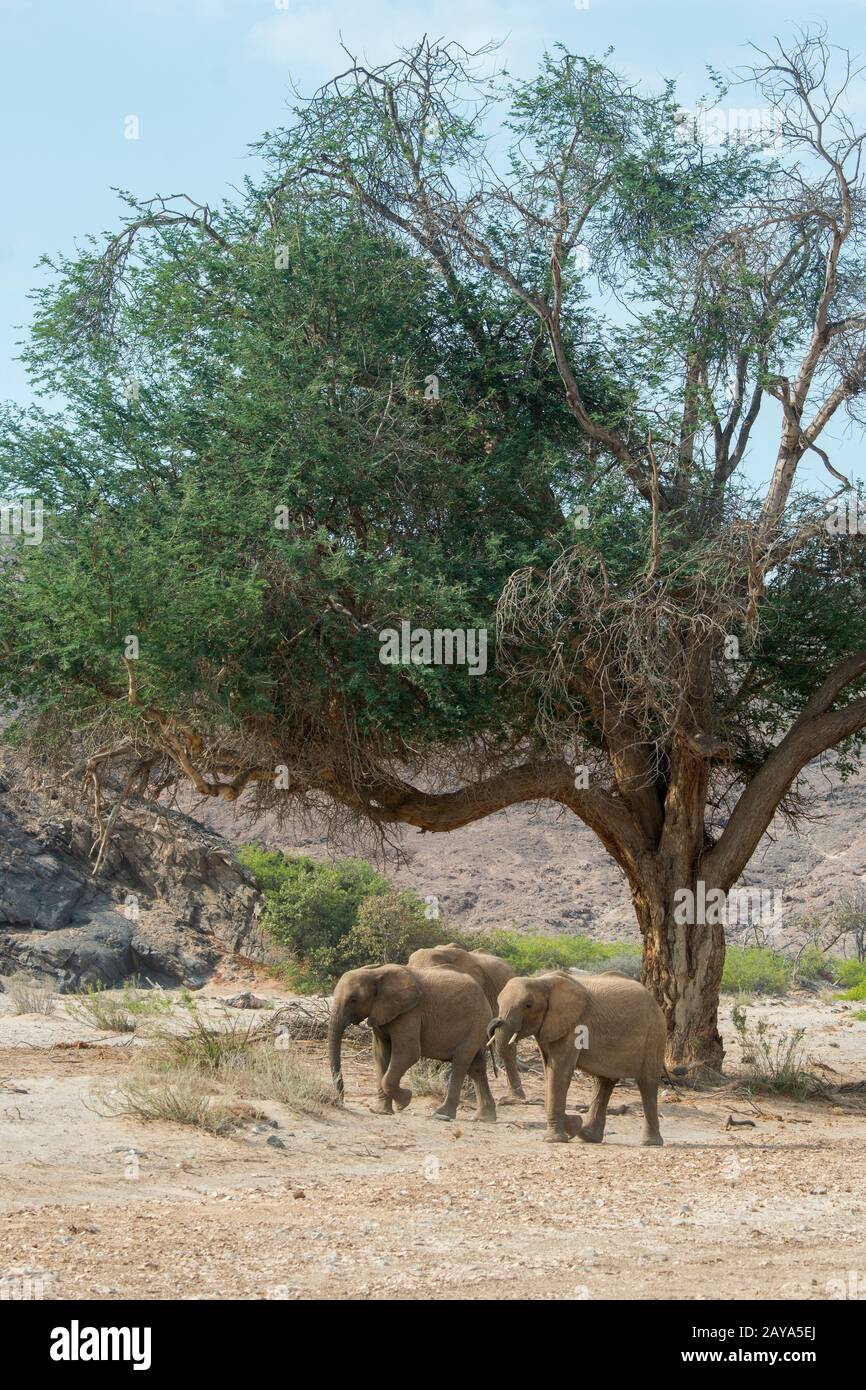 Elephants walking through river hi res stock photography and images Alamy Elephants walking through river hi res stock photography and images Alamy
