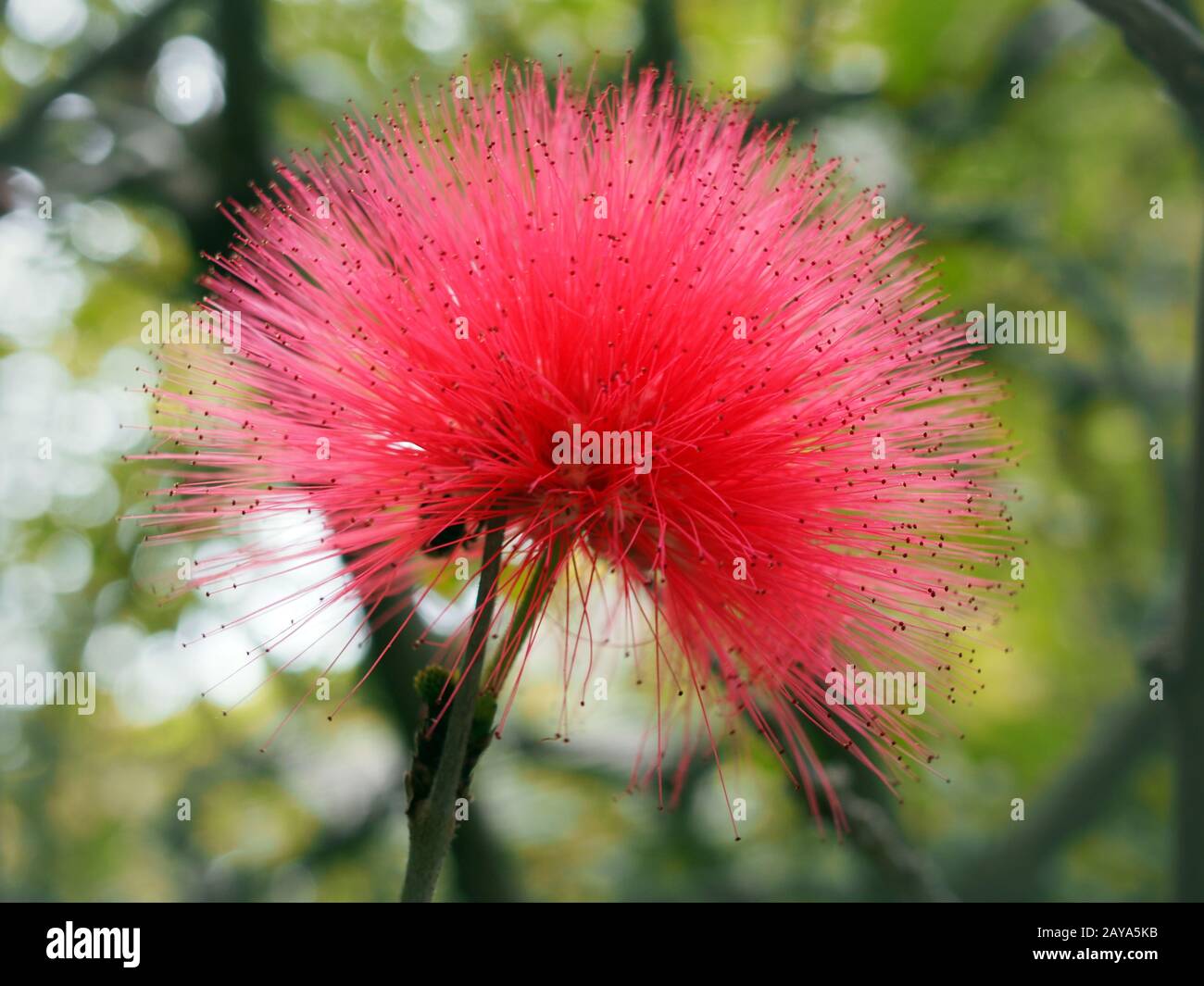 Close up mimosa tree leaves hires stock photography and images Alamy