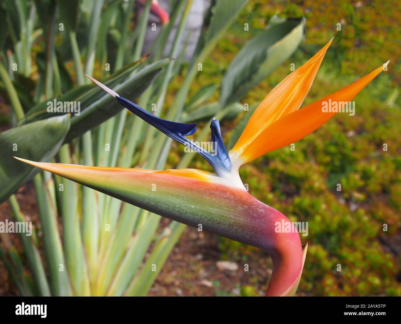 orange and blue bird of paradise flower Strelitzia reginae growing in a