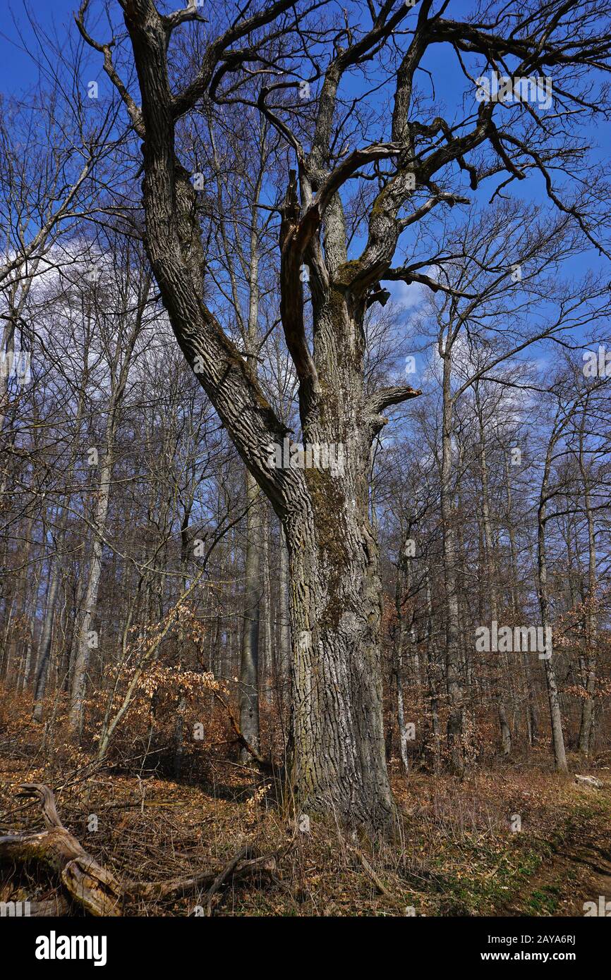 oak tree in spring Stock Photo - Alamy