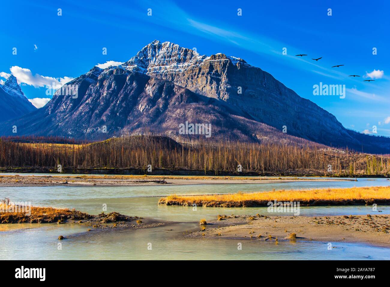 Abraham woods hi-res stock photography and images - Alamy