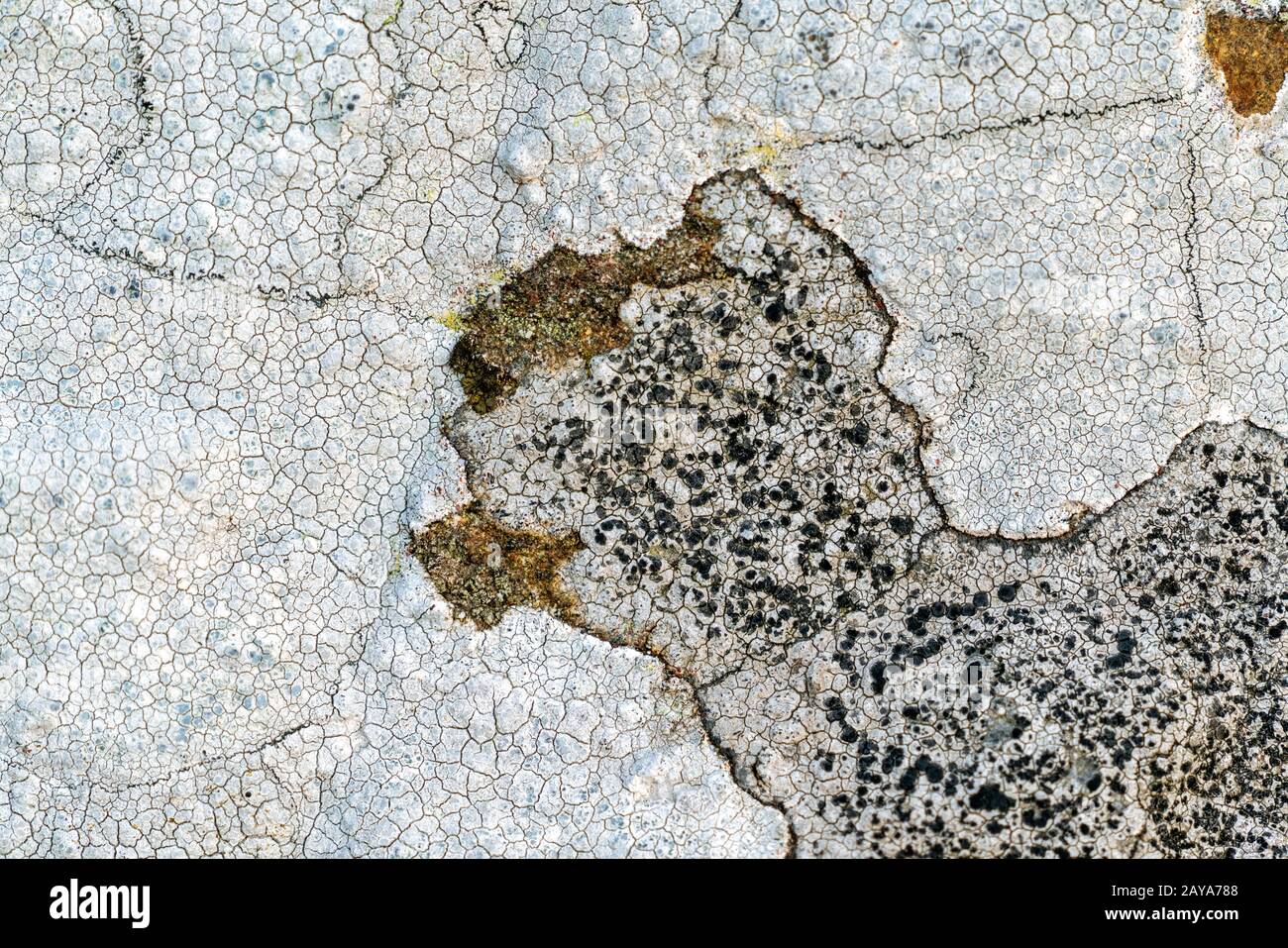 Lichen on a rock Stock Photo