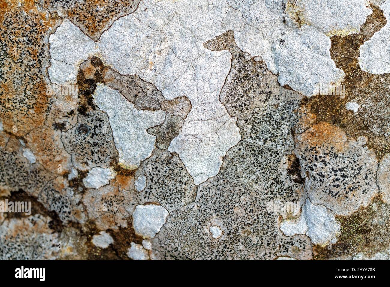 Lichen on a rock Stock Photo