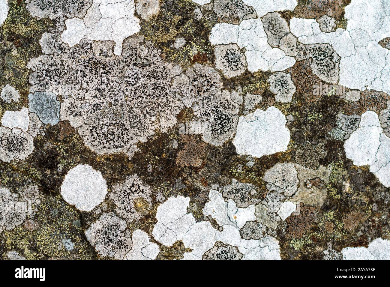 Lichen on a rock Stock Photo