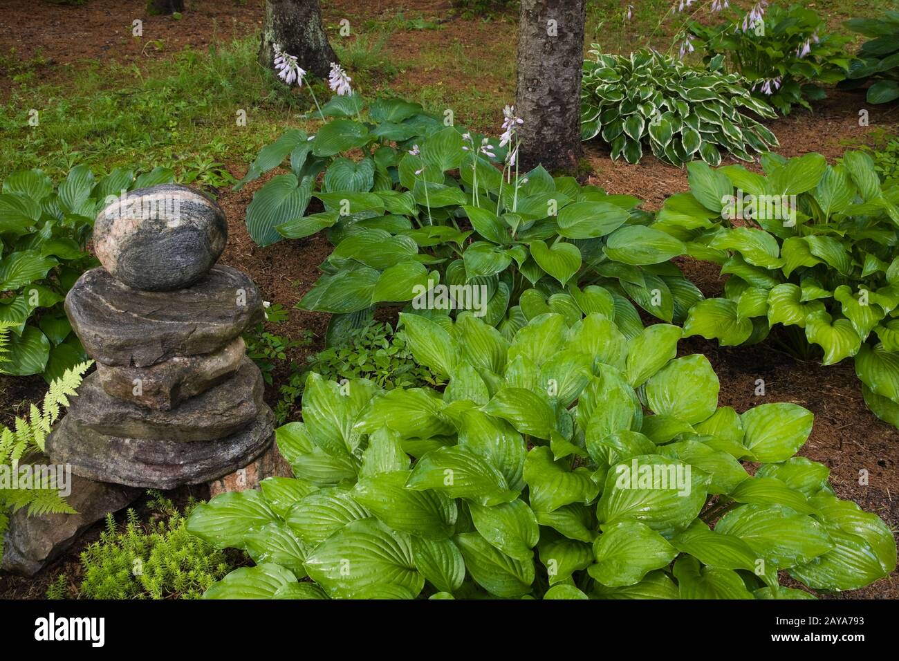 Stacked rock sculpture and mauve flowering Hosta plants in garden border in backyard country garden in summer Stock Photo