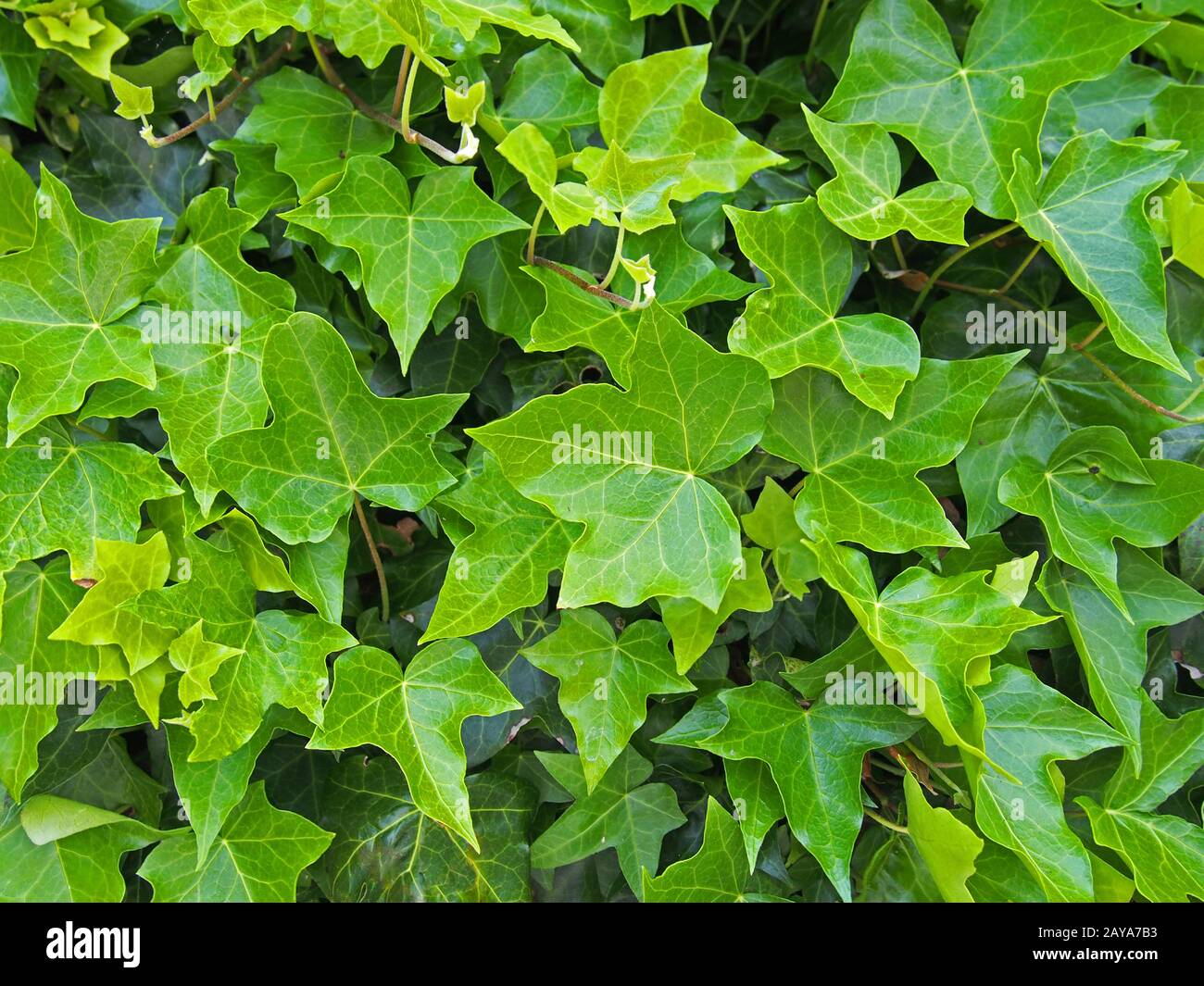 dense growth of bright green ivy in close up background image Stock Photo