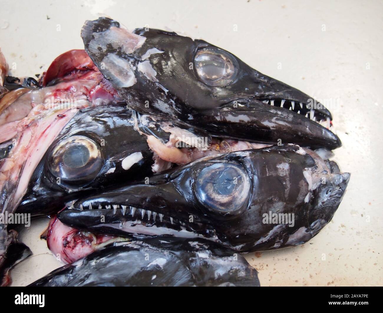 heads of the black scabbard fish Aphanopus carbo left over from filleting on a market stall in funchal madeira Stock Photo