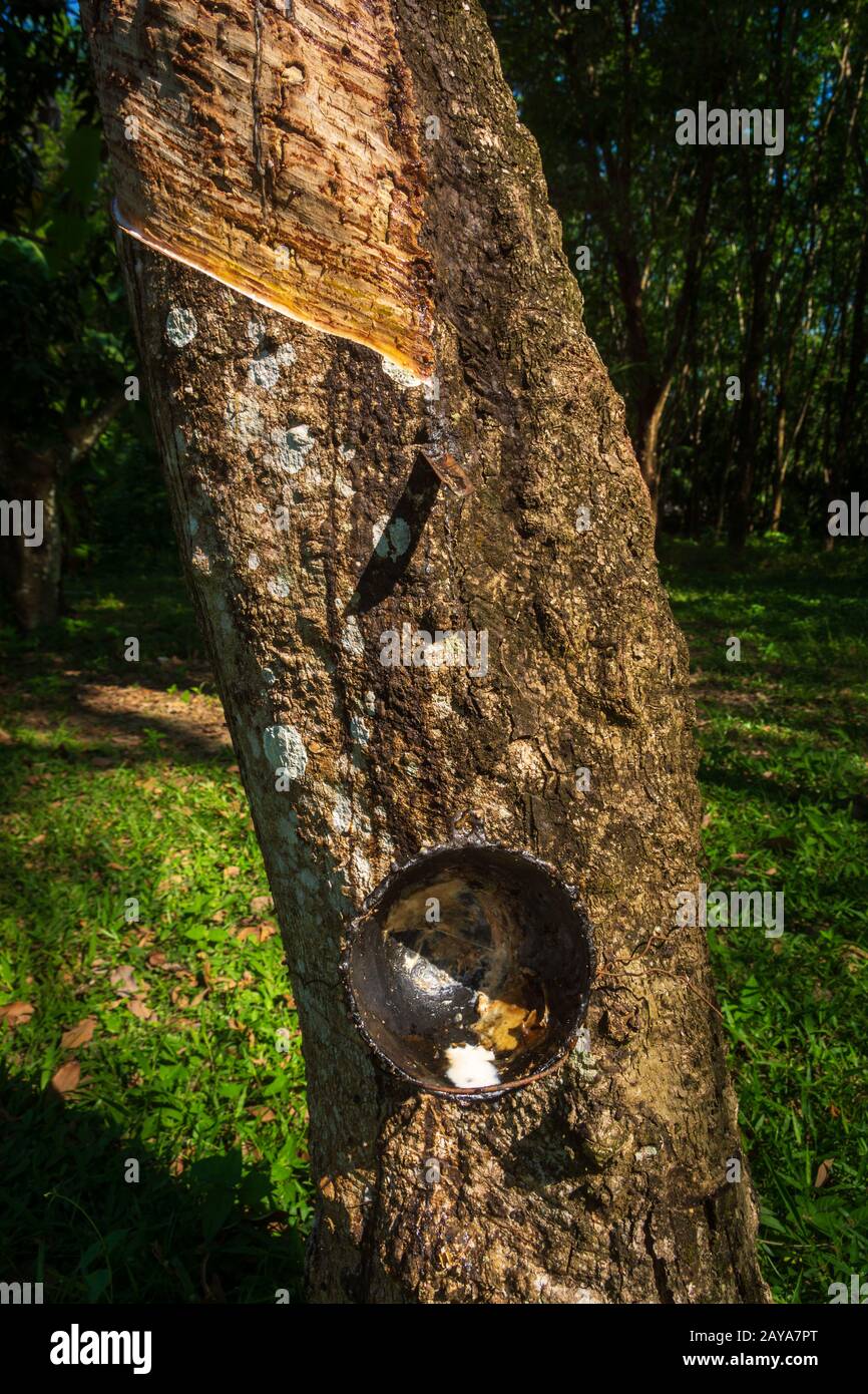 Rubber Tree producing white rubber milk collected in a black cup Stock Photo