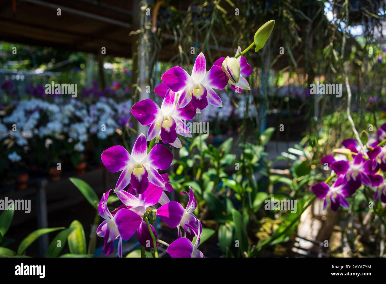 Beautiful Orchidaceae flowers in orchid farm, Phuket, Thailand Stock Photo