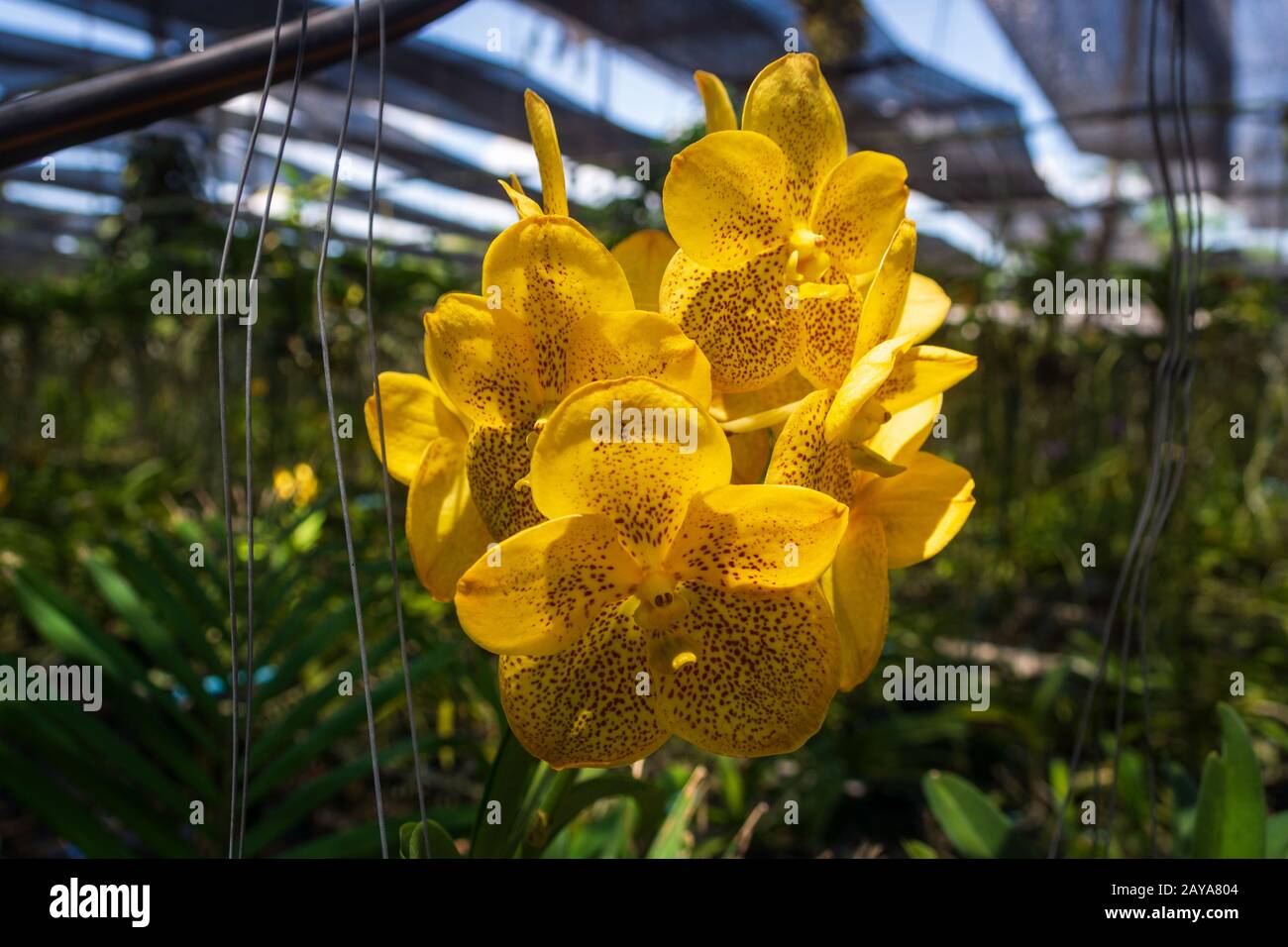 Beautiful Orchidaceae flowers in orchid farm, Phuket, Thailand Stock Photo