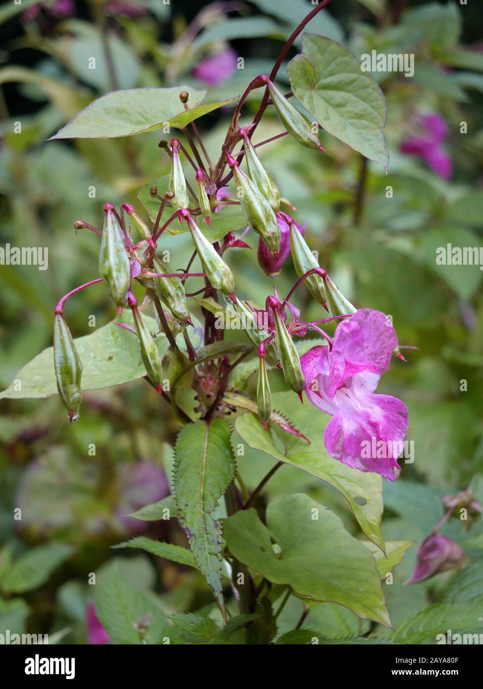 A close up of Himalayan balsam flowers and seedpods growing in wetland near a river with raindrops Stock Photo
