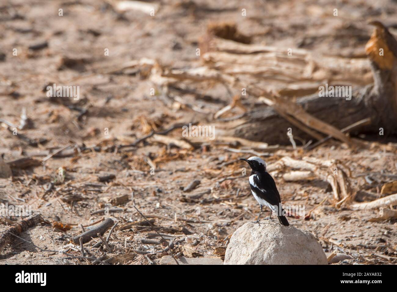 A male Mountain Wheatear (Oenanthe monticola) is sitting on a rock in the Huanib River Valley in northern Damaraland/Kaokoland, Namibia. Stock Photo
