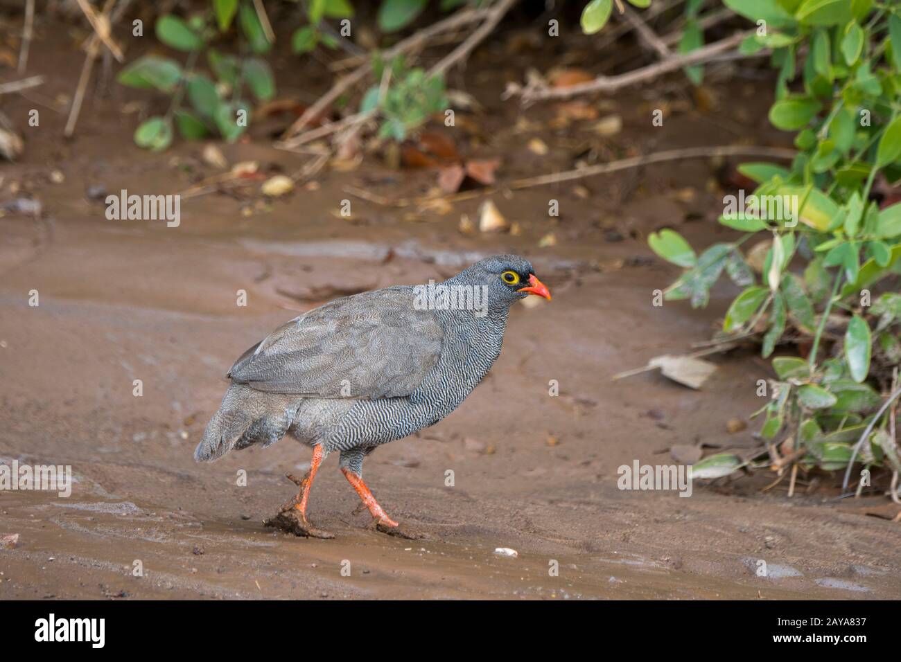 Red-billed spurfowl (Pternistis adspersus), also known as the red-billed francolin, in the Huanib River Valley in northern Damaraland/Kaokoland, Namib Stock Photo