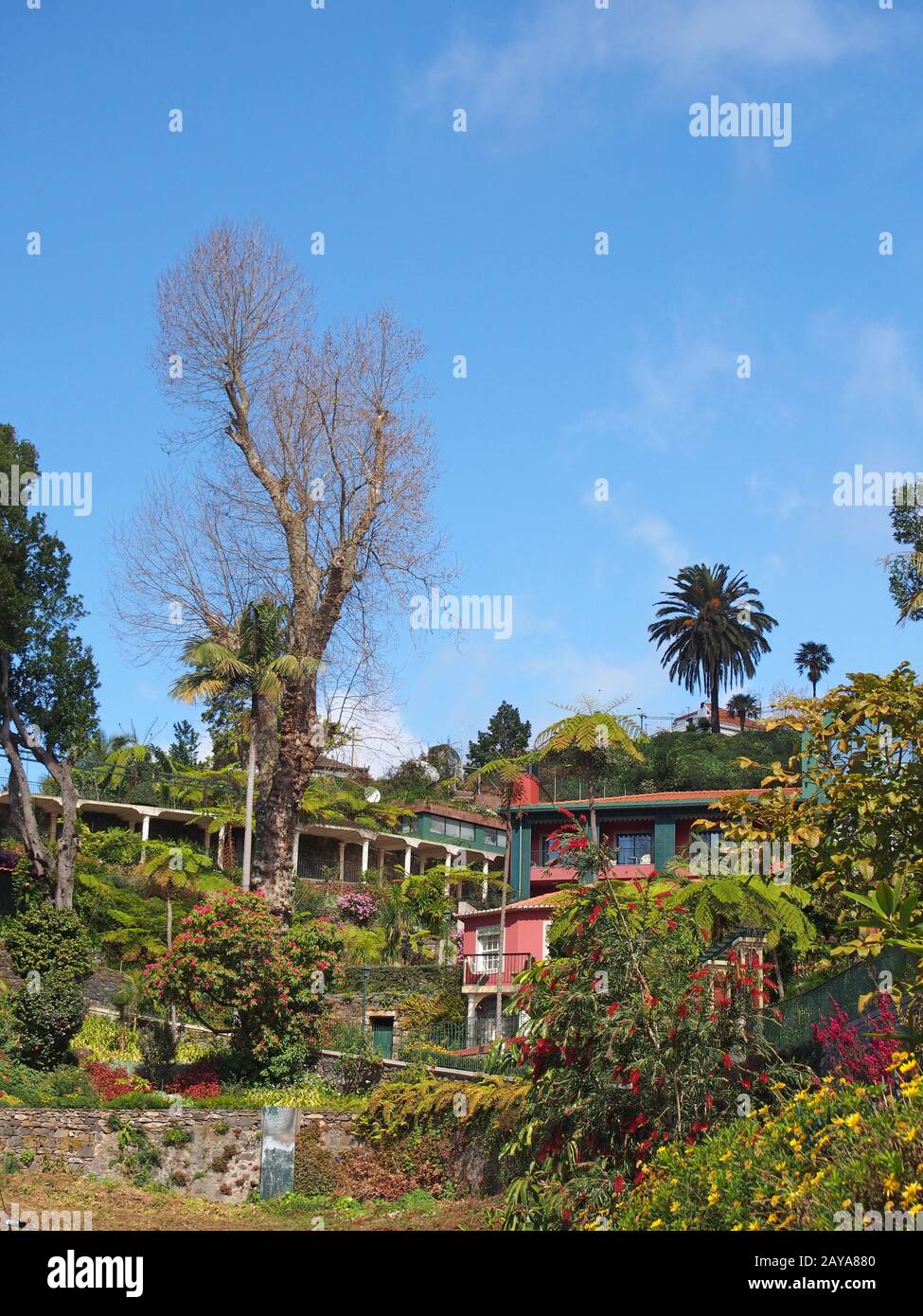 a scenic view of vibrant green tropical plants and trees with colorful buildings in monte above funchal in madeira with a bright Stock Photo