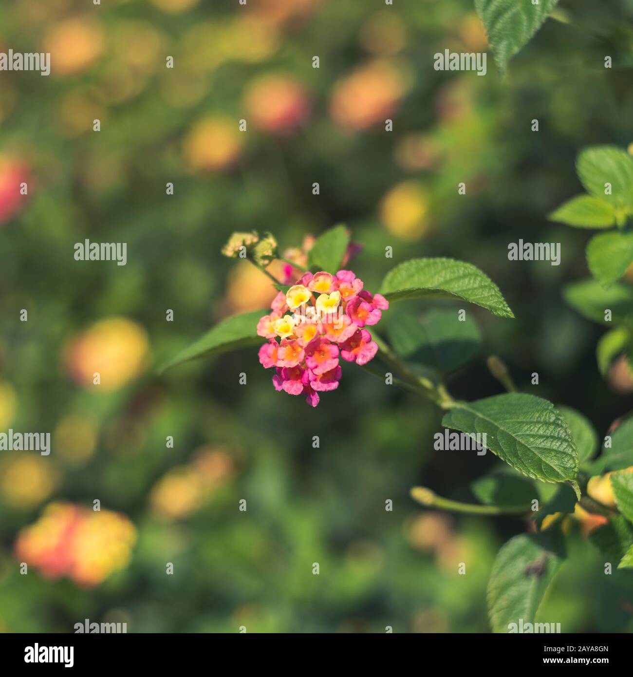 nature flowers background Stock Photo - Alamy