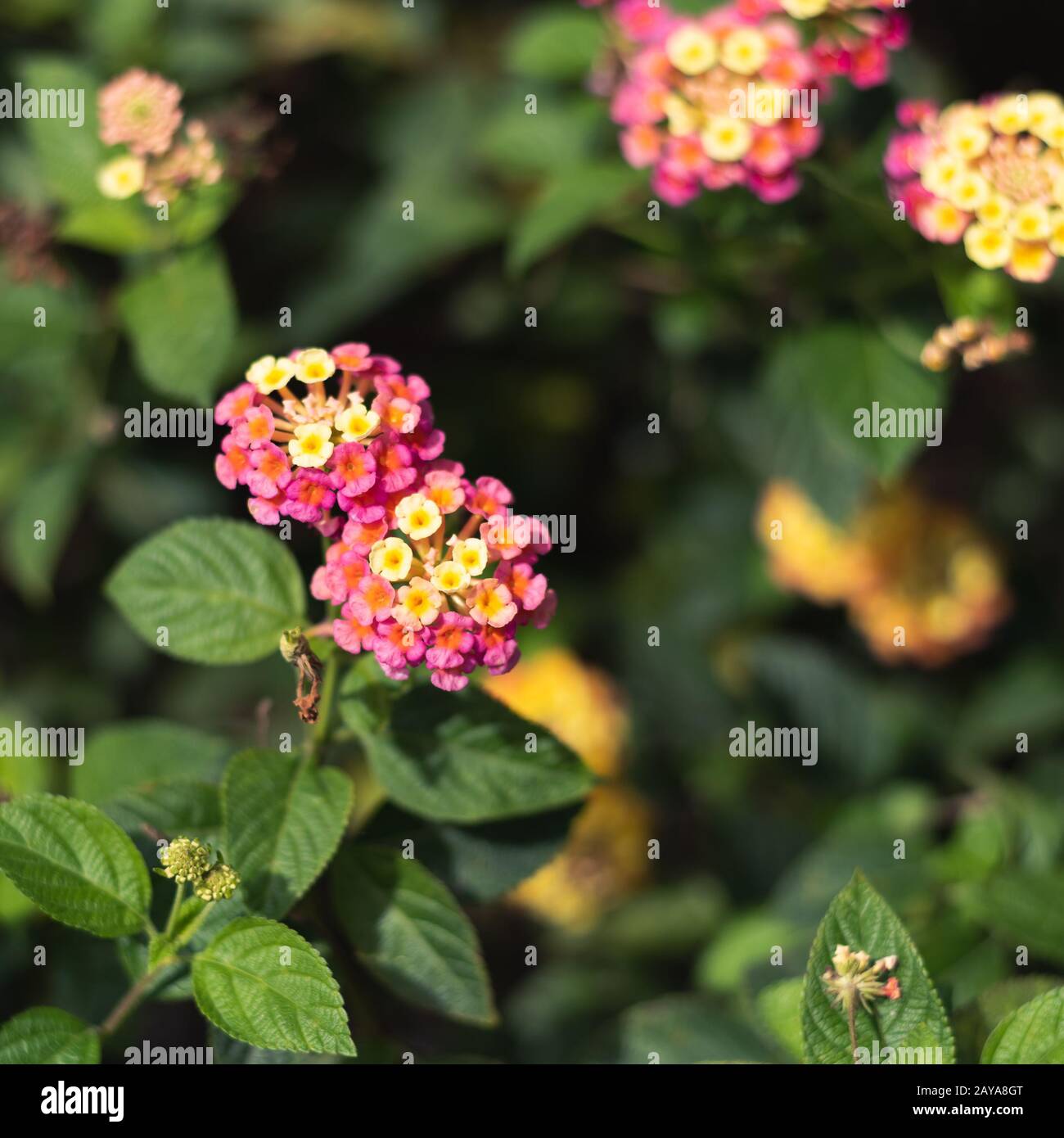 nature flowers background Stock Photo - Alamy