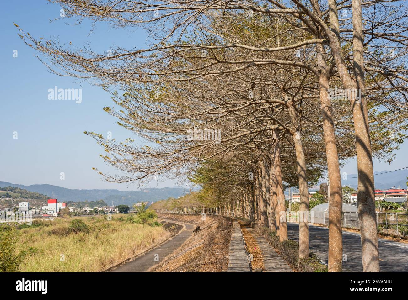 yellow golden tree stand at the street Stock Photo Alamy
