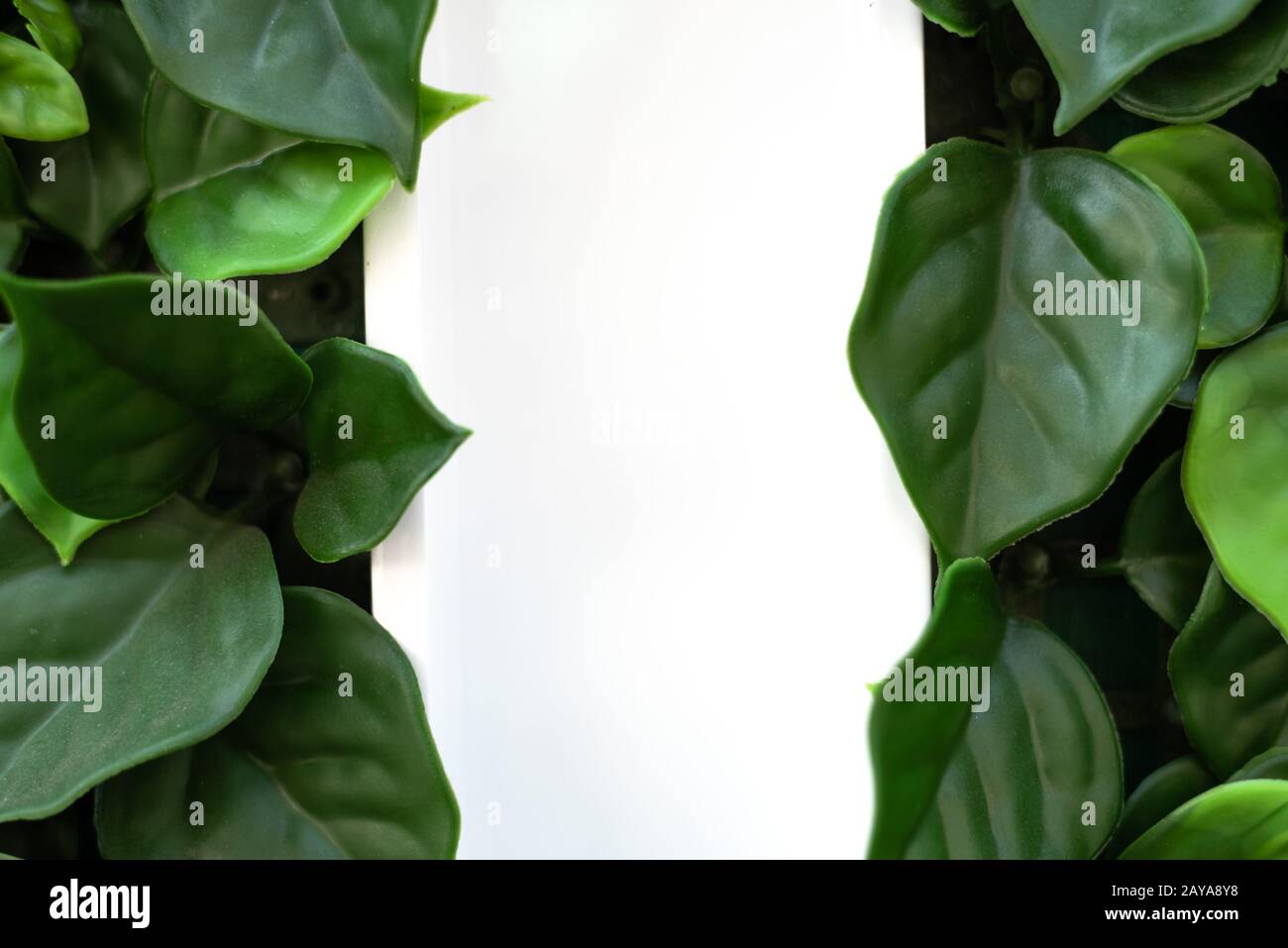 green ivy leaves with white background Stock Photo - Alamy