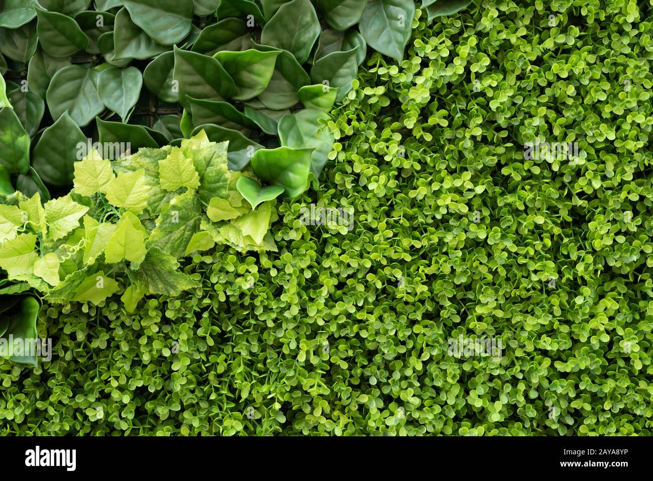 green ivy background Stock Photo - Alamy