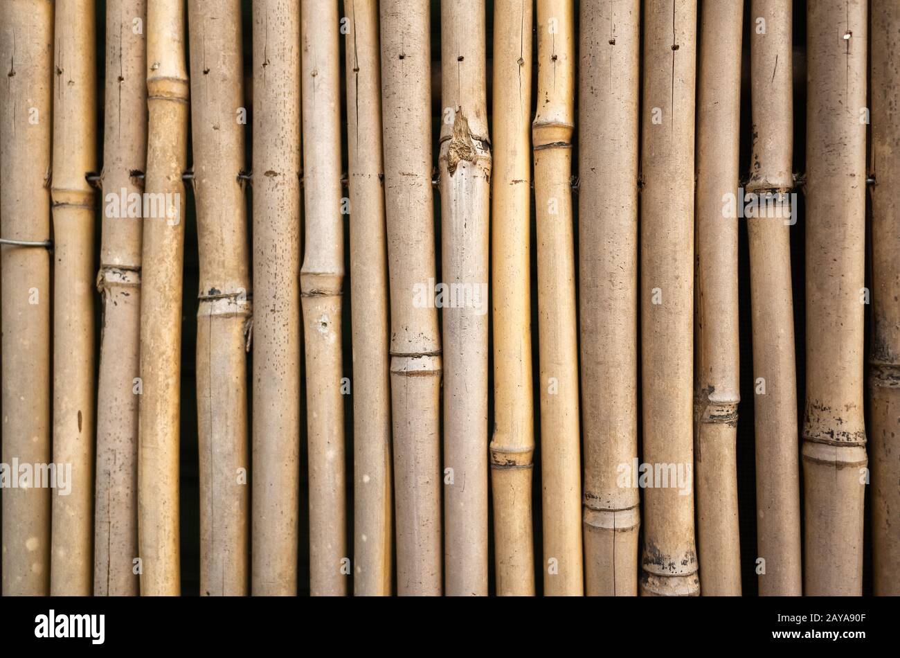 Download Yellow Bamboo High Resolution Stock Photography And Images Alamy PSD Mockup Templates