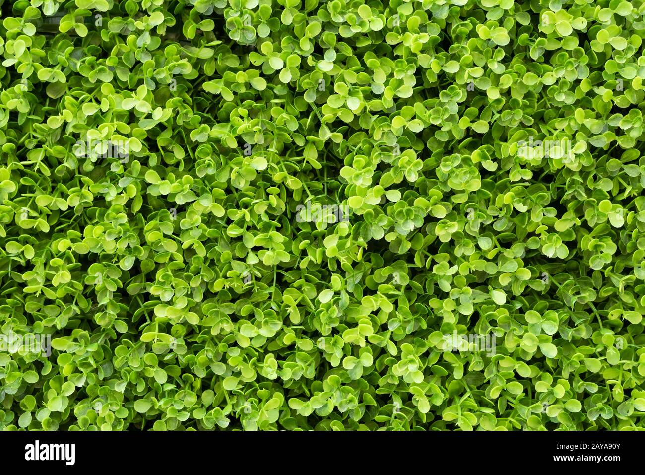 green ivy background Stock Photo - Alamy
