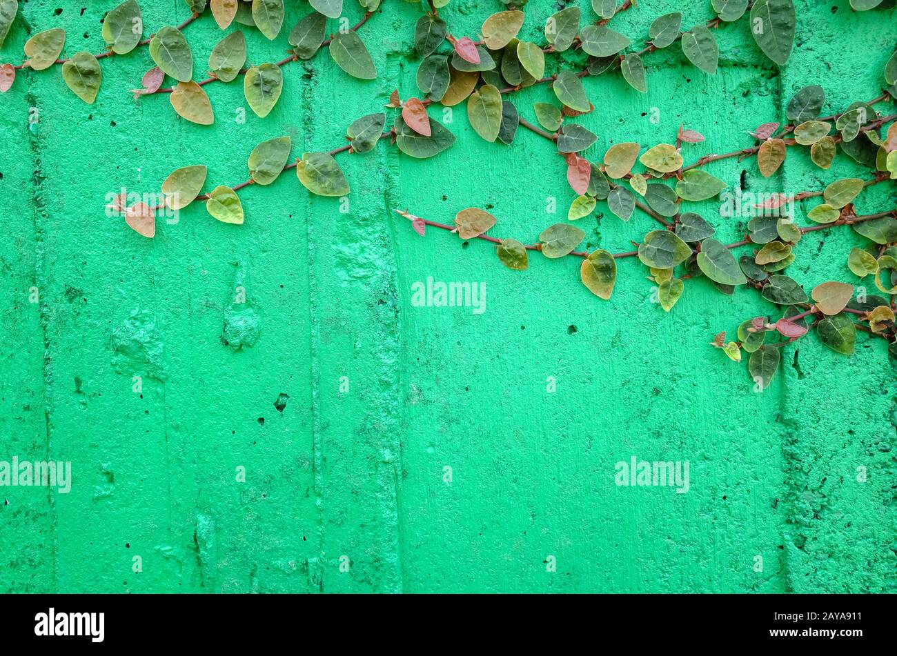 Ivy damage wall hires stock photography and images Alamy