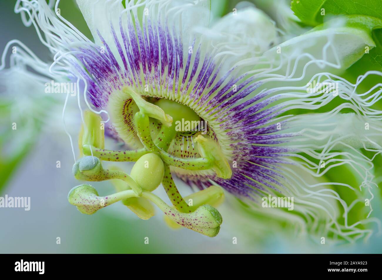 Detailed Passion Fruit Flower Stock Photo - Alamy