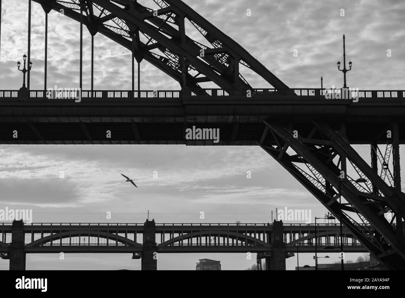 Silhouettes of a section of Tyne and High Level Bridges and a flying Sea Gull in Newcastle upon tyne, England Stock Photo