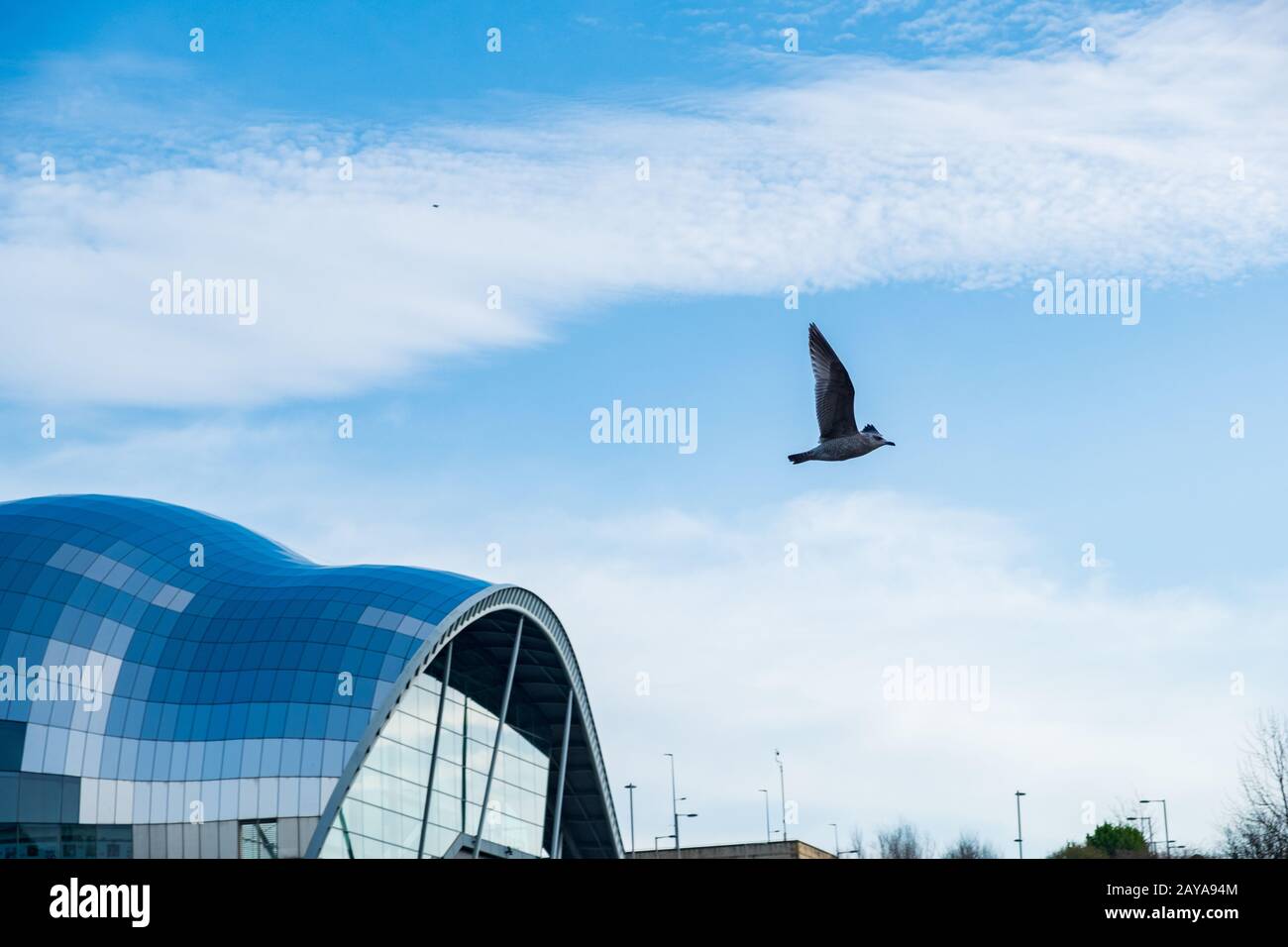 Seagull flying past the Sage Gateshead concert hall over river Tyne on Newcastle Gateshead Quayside Stock Photo