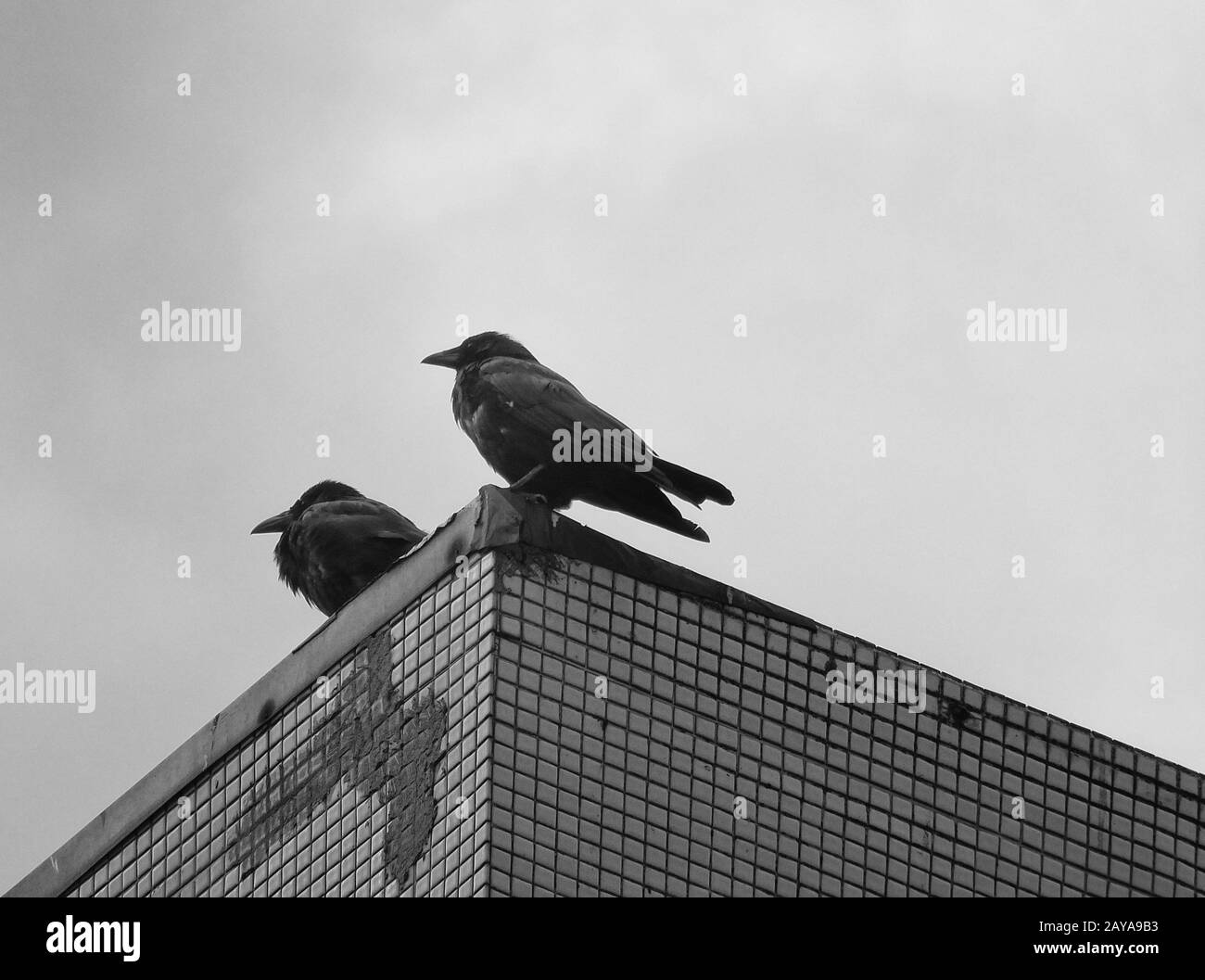 two carrion crows perched on top of an urban building Stock Photo