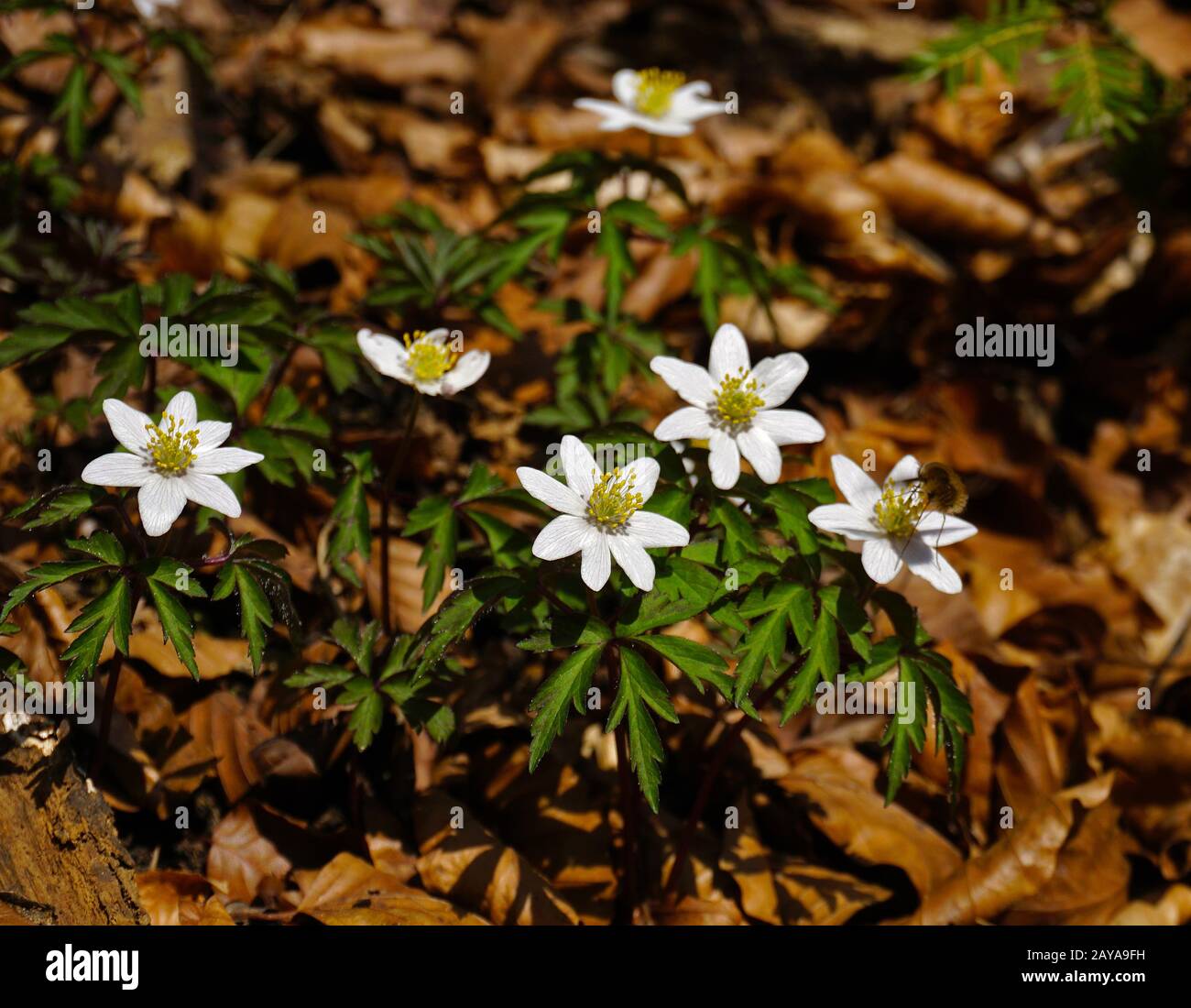 thimbleweed, windflower, wood anemone, grove windflower, smell fox, Stock Photo
