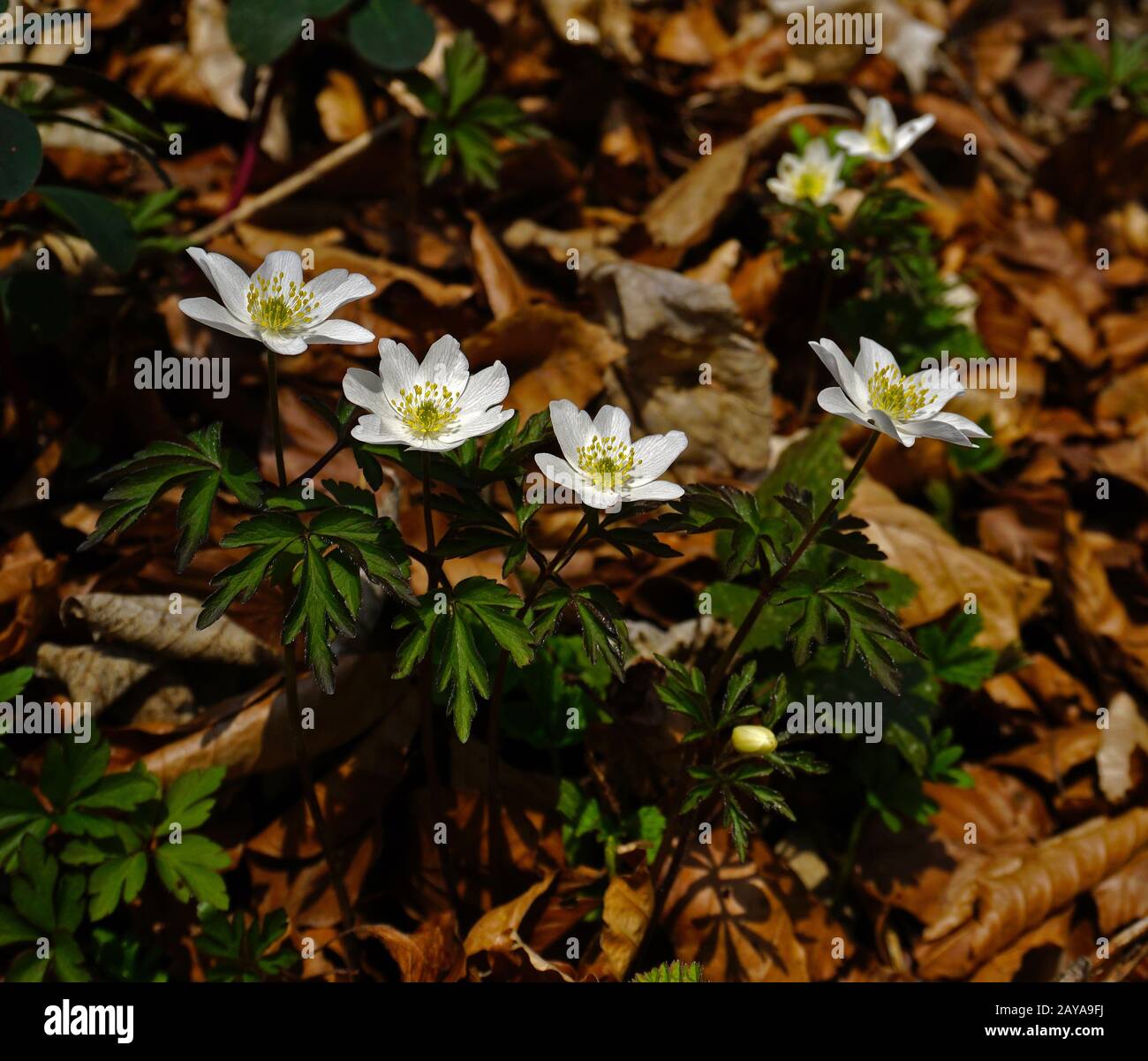 thimbleweed, windflower, wood anemone, grove windflower, smell fox