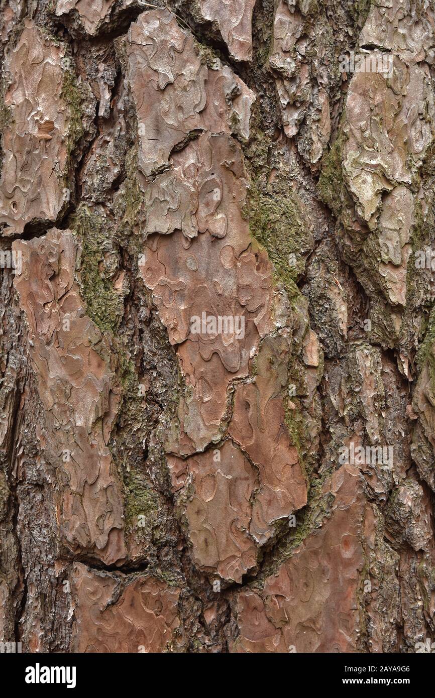 scots pine, scotch pine,bark, Stock Photo