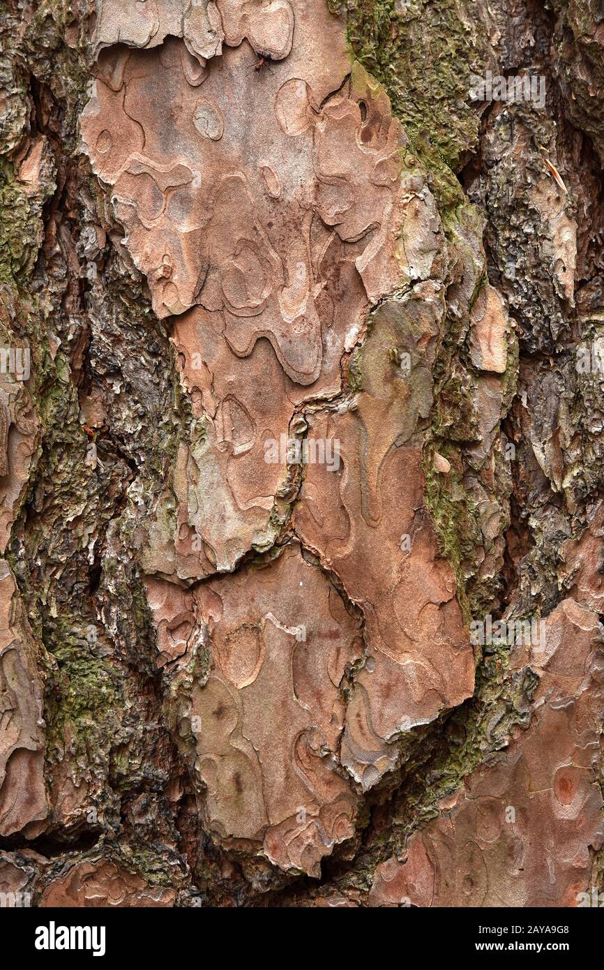 scots pine, scotch pine,bark, Stock Photo