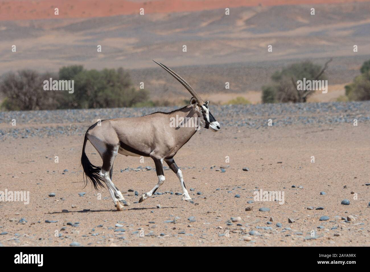 Two male South African oryxes (Oryx gazellaat), also called Gemsbok or ...