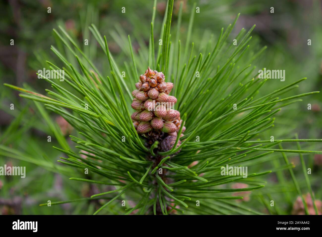 Scots pine - Pinus sylvestris in Sochi Dendrarium. Closeup of cones. Stock Photo