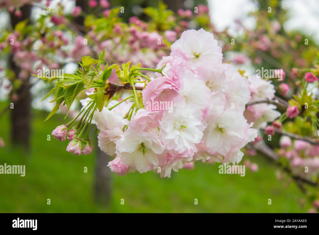 Sakura fluffy. Sakura season in Japan. Cherry blossom pink. Stock Photo