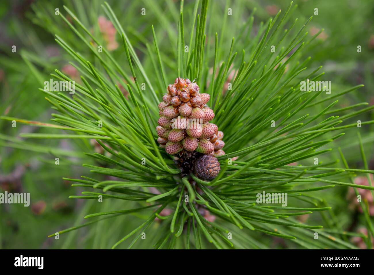 Scots pine - Pinus sylvestris in Sochi Dendrarium. Closeup of cones. Stock Photo