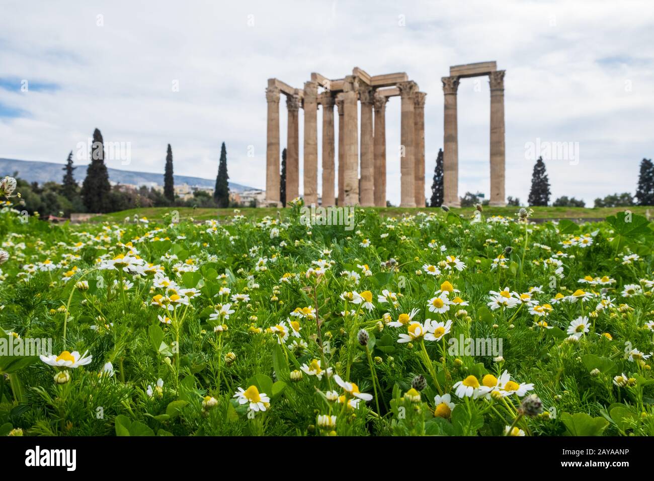 Ruins of the ancient Temple of Olympian Zeus in Athens behind field of daisies Stock Photo