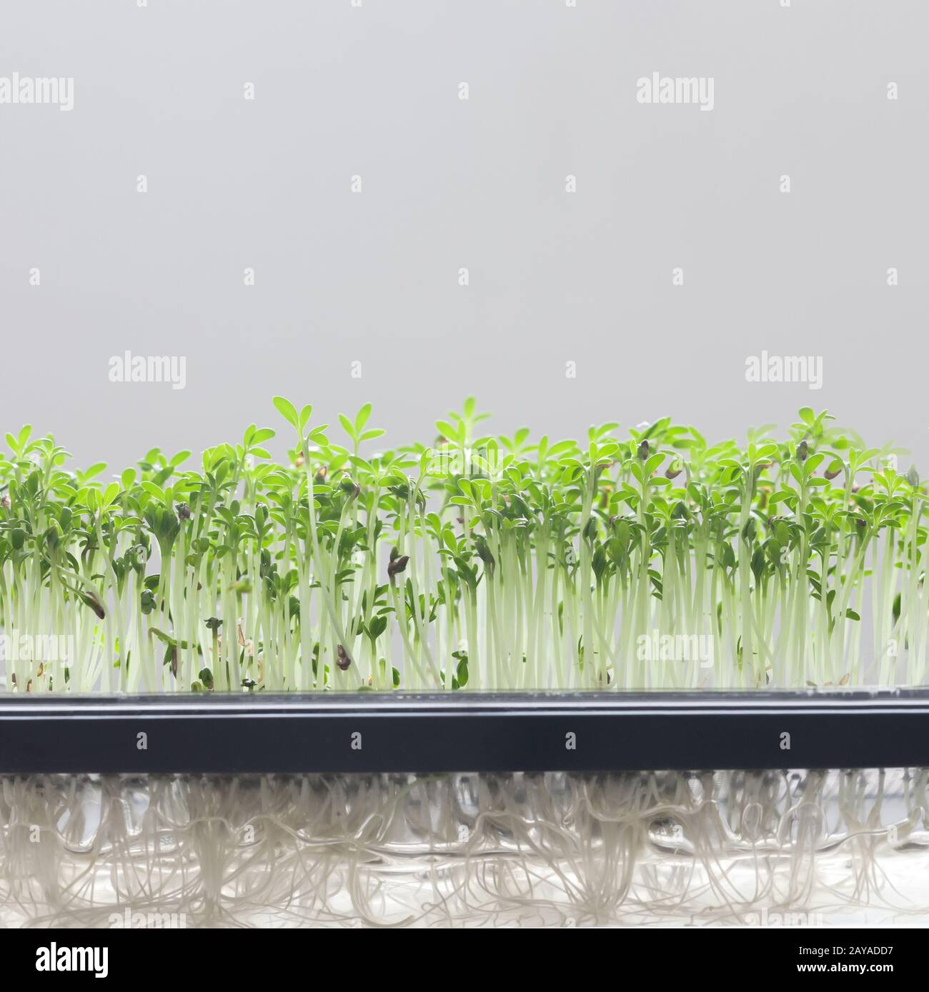 Cress water seedlings agriculture. Green food Stock Photo