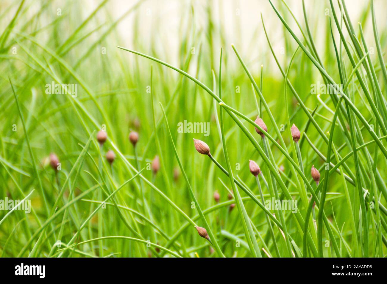 Chives with blossoms. Organic green food, gardening and herbs concept. Stock Photo