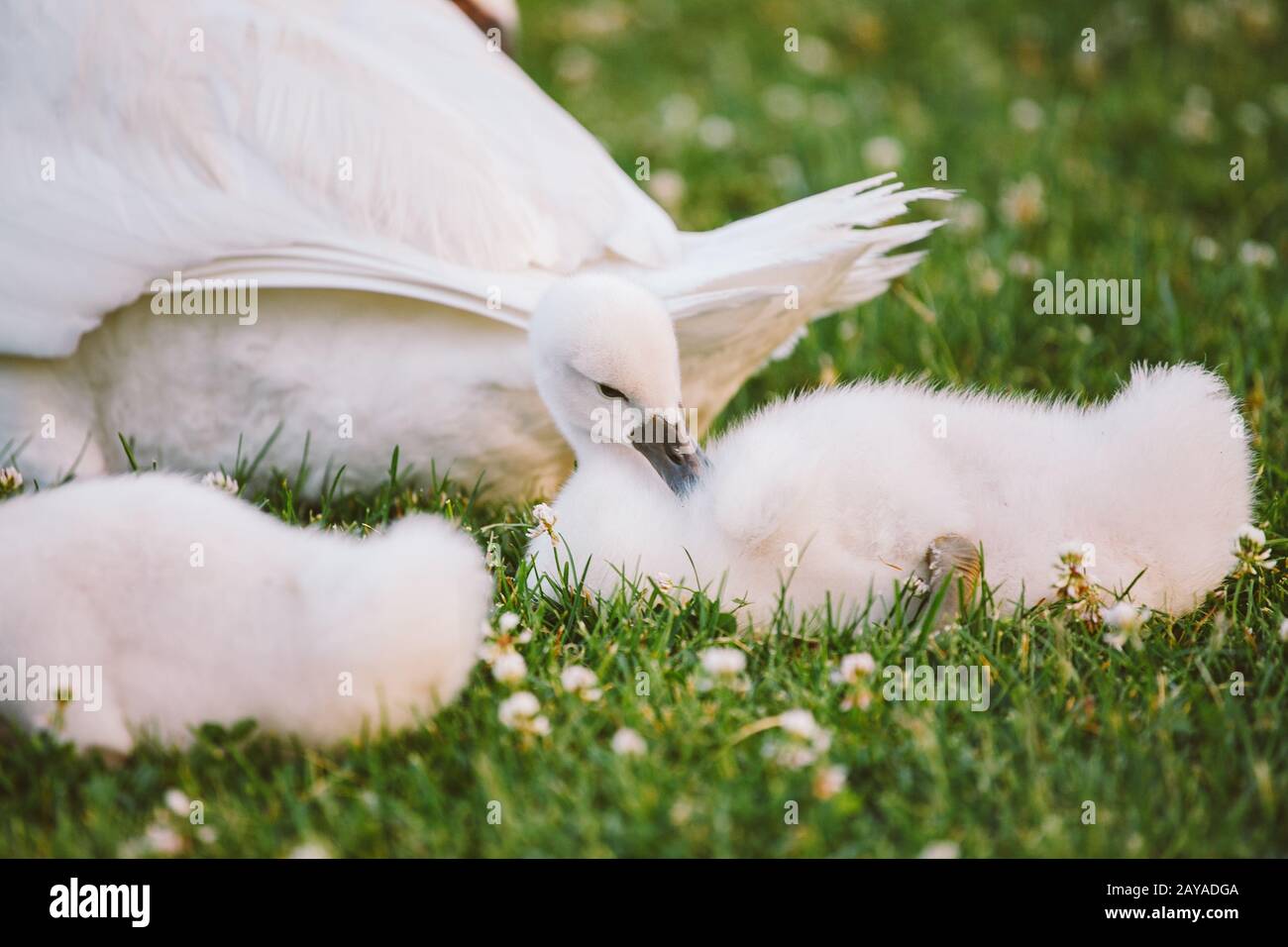 Child learns to walk hi-res stock photography and images - Alamy