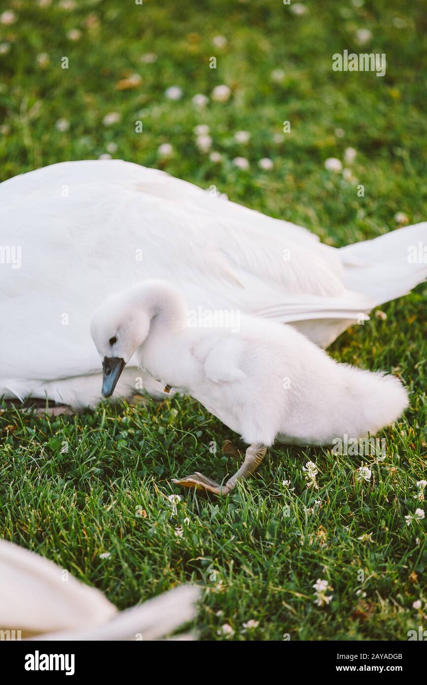 Child learns to walk hi-res stock photography and images - Alamy