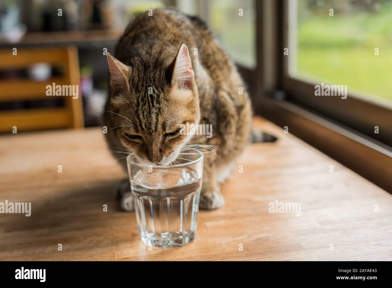 cat drink water Stock Photo Alamy
