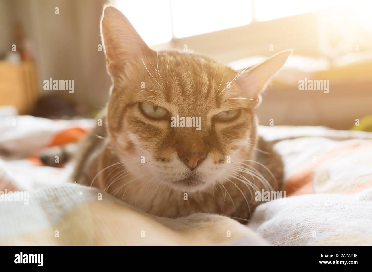 unhappy fat cat Stock Photo